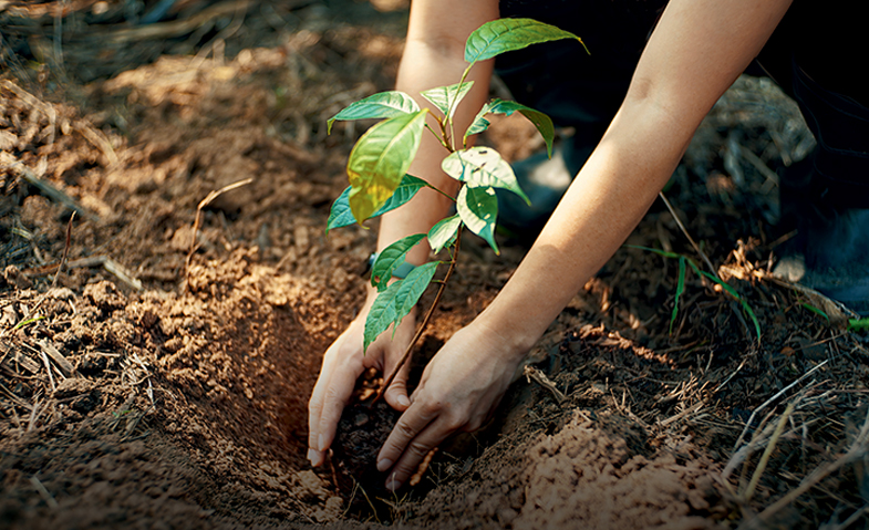 plant for live